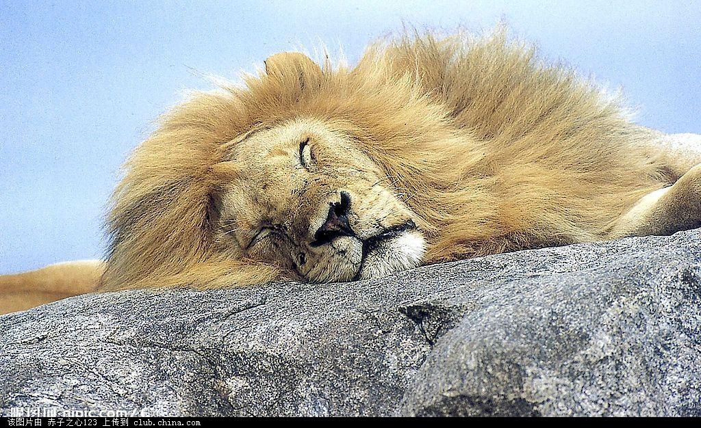 东方"雄狮" - 休闲灌水 - 经管之家(原人大经济论坛)