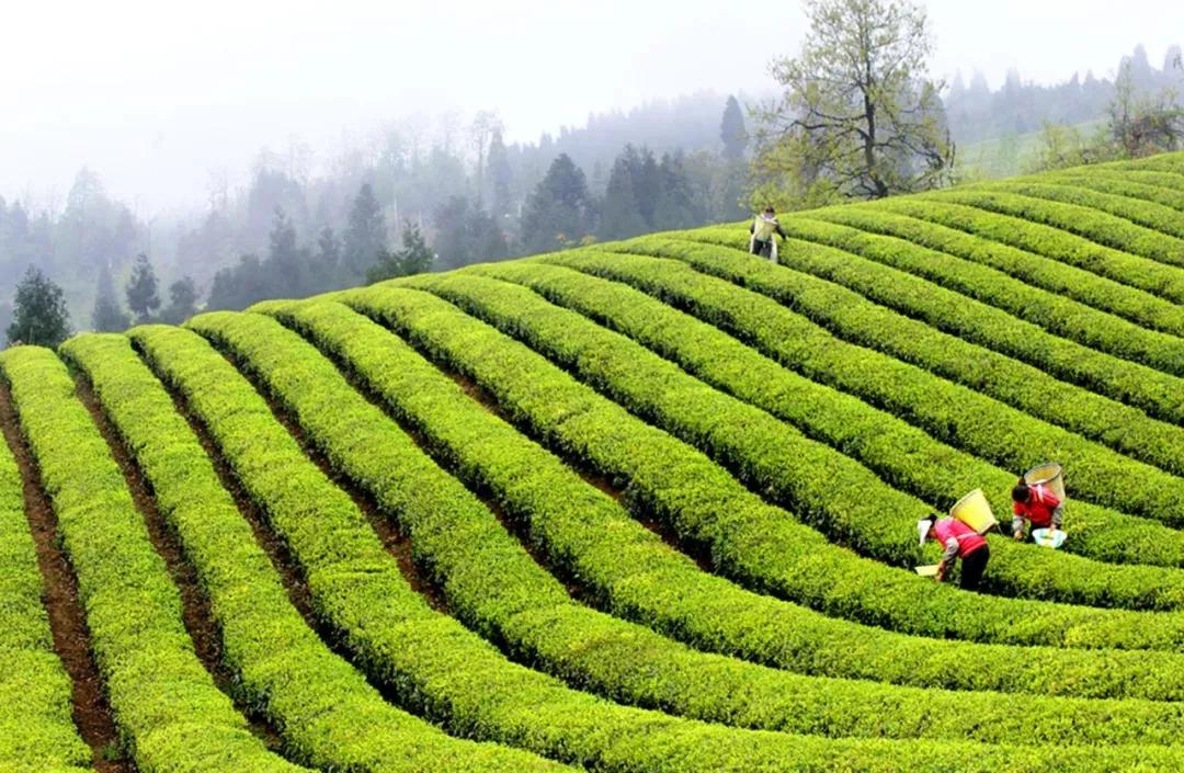 貴州茶資源靜讀時光品茗遵義