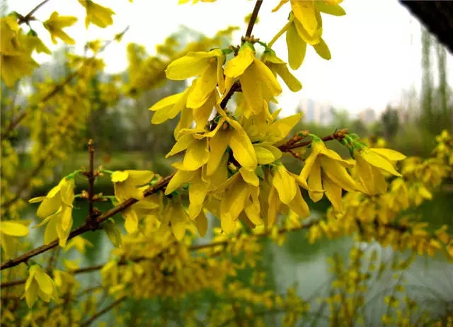 公園裡常見的路邊植物大全,看看你能認識幾種?